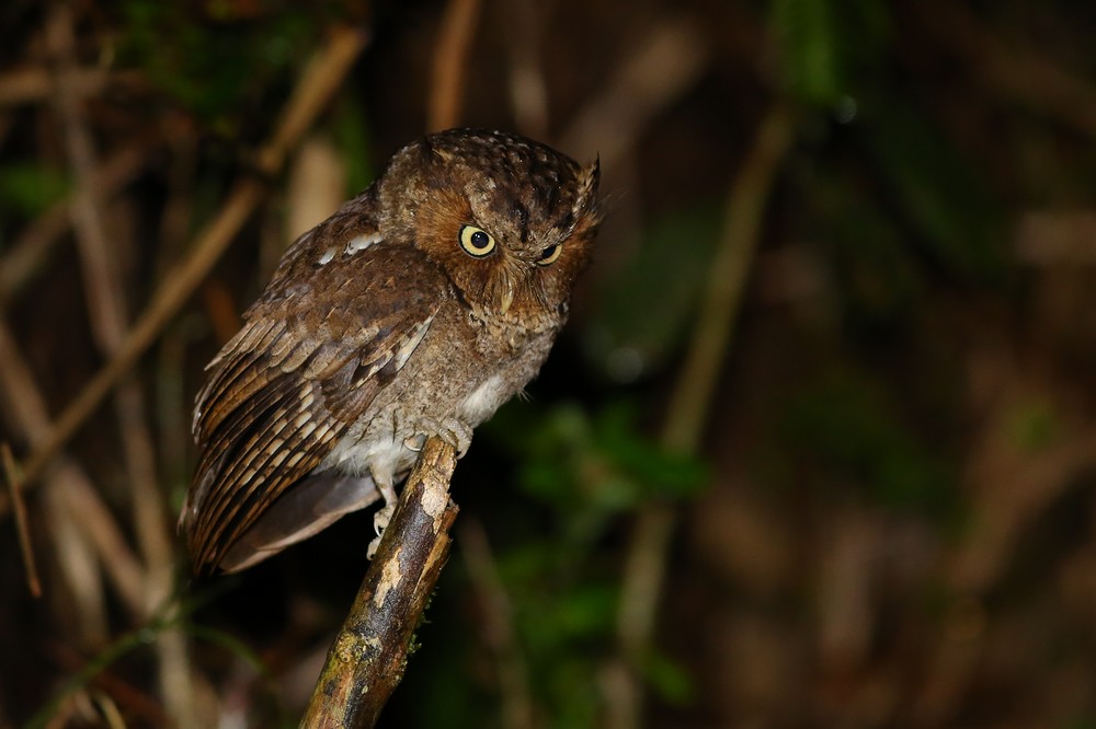 黃嘴角鴞專心的注視地面
